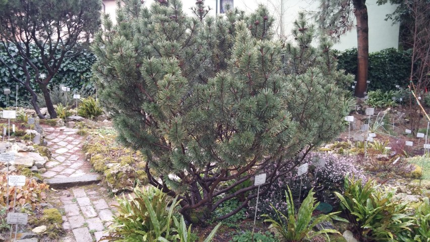 Pinus mugo plantplacesimage20150222_111206.jpg