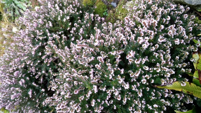 erica herbaceae plantplacesimage20150222_111237.jpg