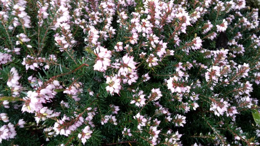 erica herbaceae plantplacesimage20150222_111247.jpg