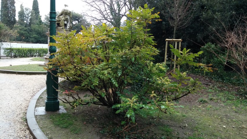 Mahonia aquifolium plantplacesimage20150222_125308.jpg