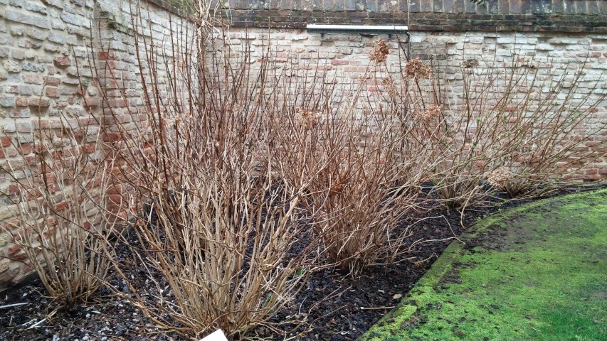 Hydrangea macrophylla plantplacesimage20150222_145656.jpg