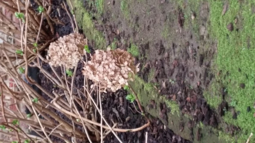 Hydrangea macrophylla plantplacesimage20150222_145720.jpg