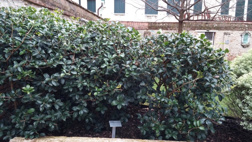 Osmanthus heterophyllus plantplacesimage20150222_151227.jpg