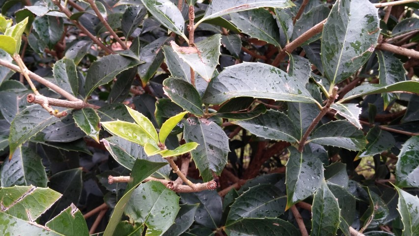 Osmanthus heterophyllus plantplacesimage20150222_151252.jpg