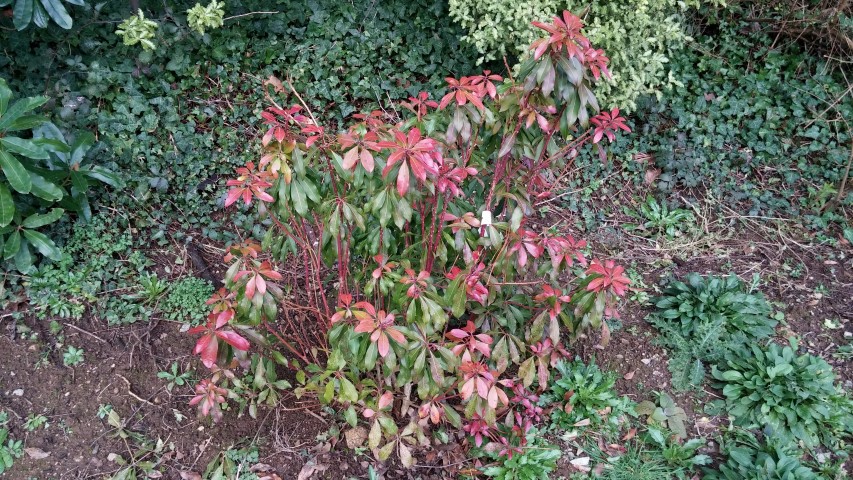 Pieris japonica plantplacesimage20150226_173635.jpg