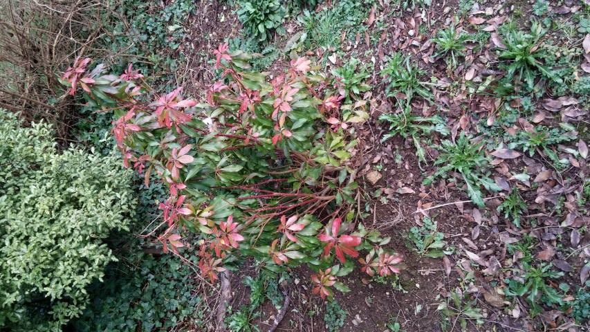 Pieris japonica plantplacesimage20150226_173706.jpg