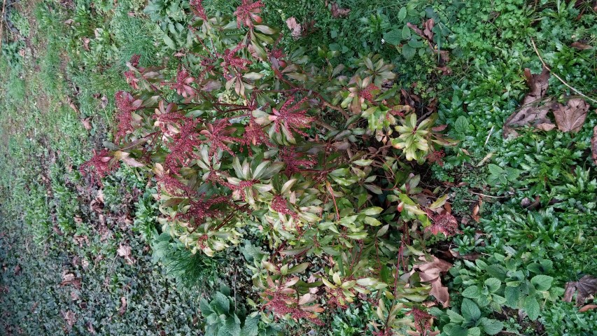 Pieris japonica plantplacesimage20150226_173830.jpg