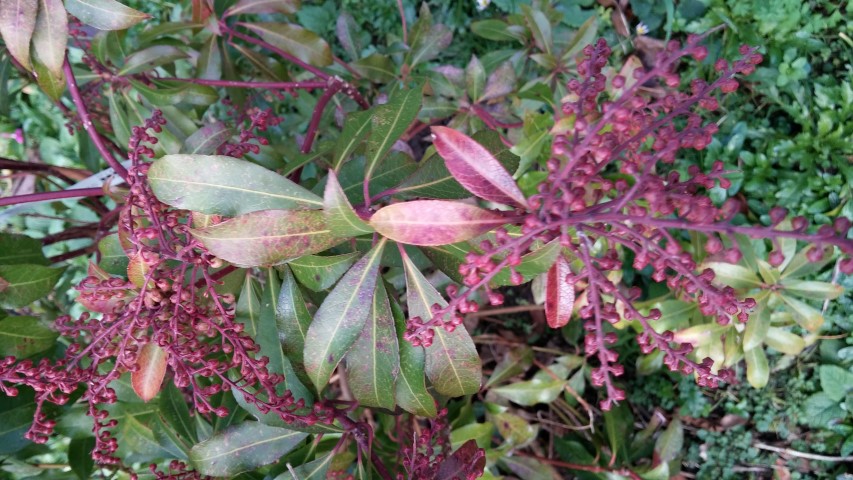 Pieris japonica plantplacesimage20150226_173847.jpg