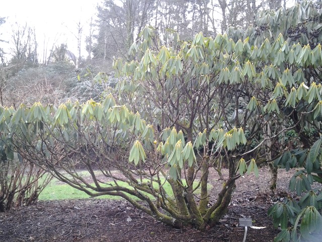 Picture of Rhododendron floribundun