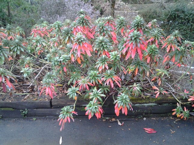 Picture of Euphorbia stygiana  