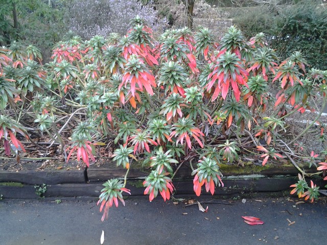 Picture of Euphorbia stygiana