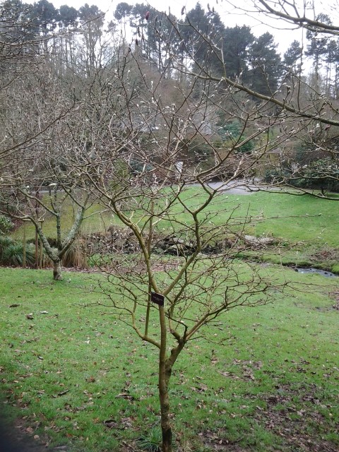 Picture of Magnolia stellata  Star Magnolia