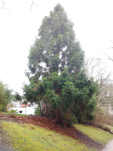 Picture of Cunninghamia konishii  Hayata