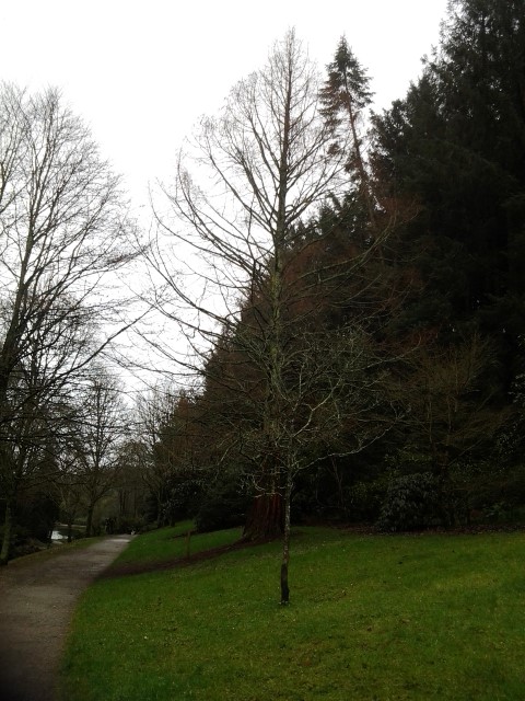 Picture of Metasequoia glyptostroboides  Dawn Redwood