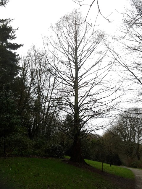 Picture of Metasequoia glyptostroboides  Dawn Redwood