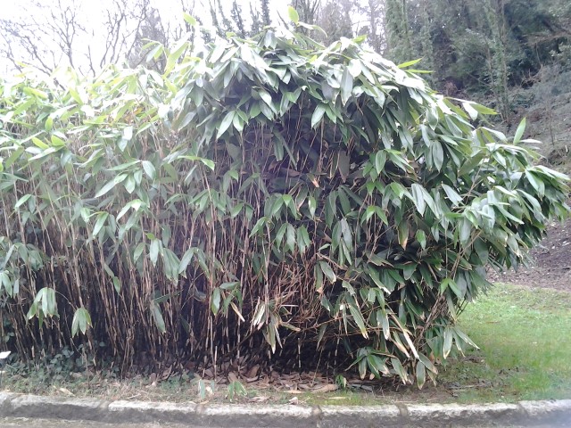 Picture of Sasa palmata  Palm-leaf Bamboo