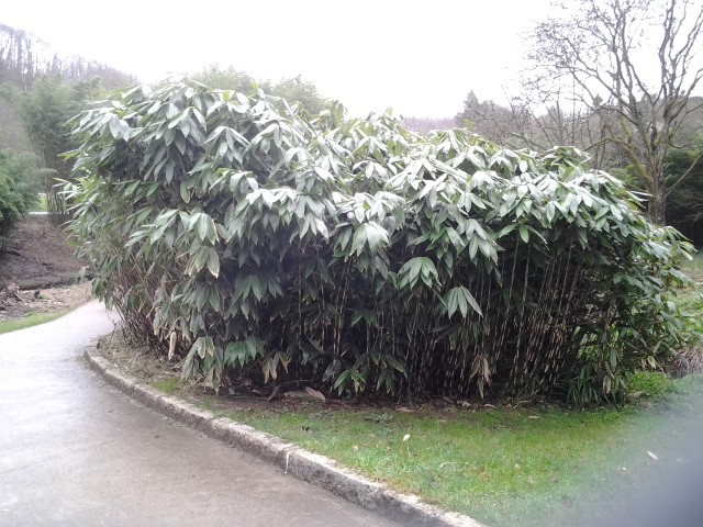 Picture of Sasa palmata Palm-leaf Bamboo