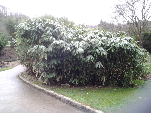 Picture of Sasa palmata  Palm-leaf Bamboo