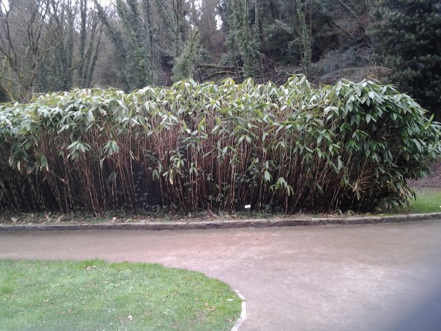 Picture of Sasa palmata Palm-leaf Bamboo