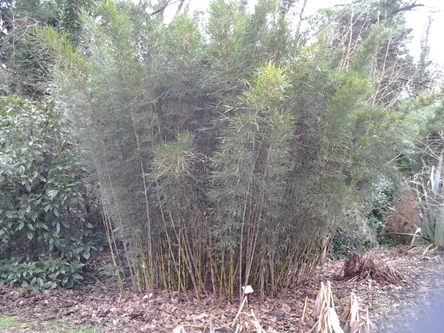 Picture of Chusquea culeou  