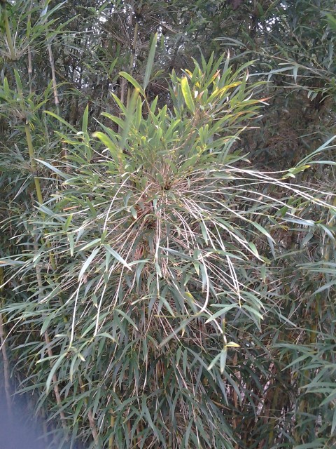 Picture of Chusquea culeou  
