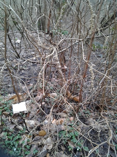 Picture of Clethra acuminata