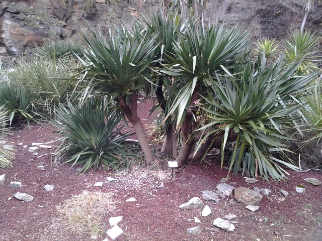 Picture of Yucca desmetiana
