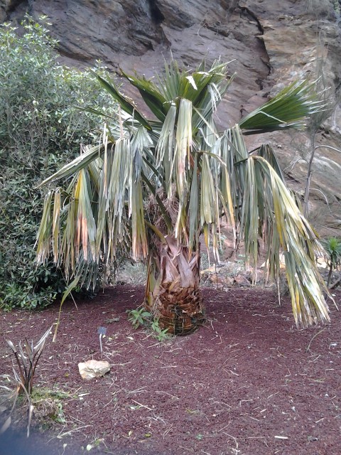 Picture of Yucca desmetiana