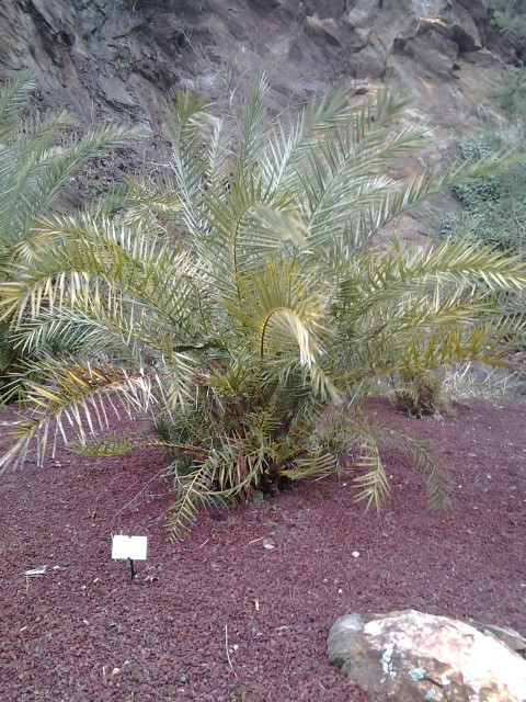 Picture of Yucca desmetiana