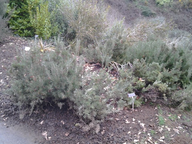 Picture of Grevillea%20robusta%20%20Arbre%20de%20soie