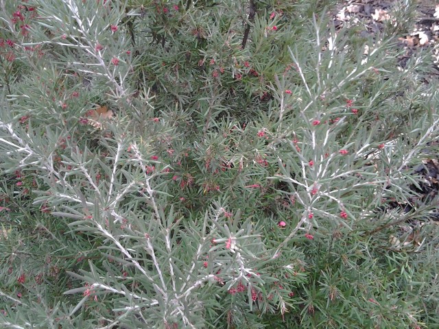 Picture of Grevillea robusta  Arbre de soie