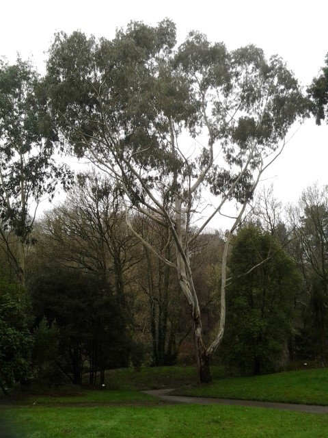 Picture of Eucalyptus viminalis