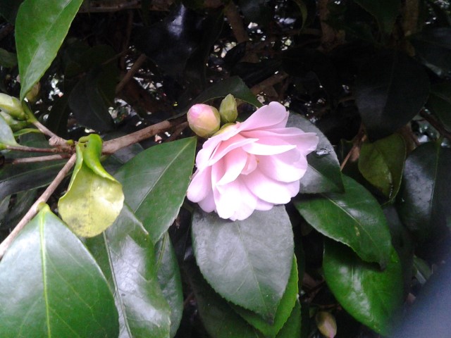 Picture of Camellia%20japonica%20fleur%20de%20pecher