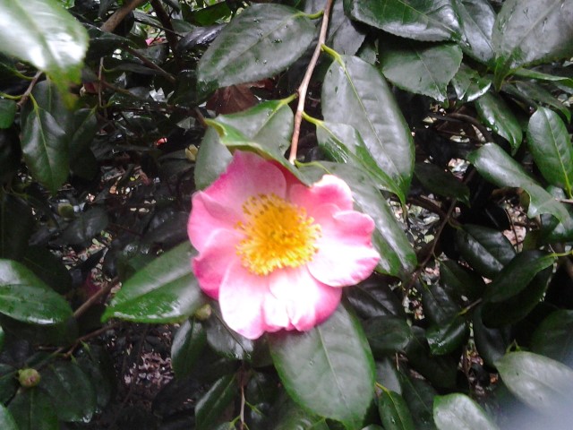 Picture of Camellia japonica gosho zakura