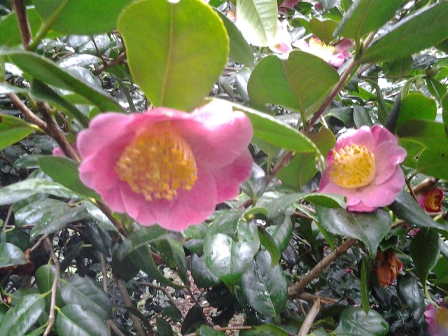 Picture of Camellia%20japonica%20gosho%20zakura