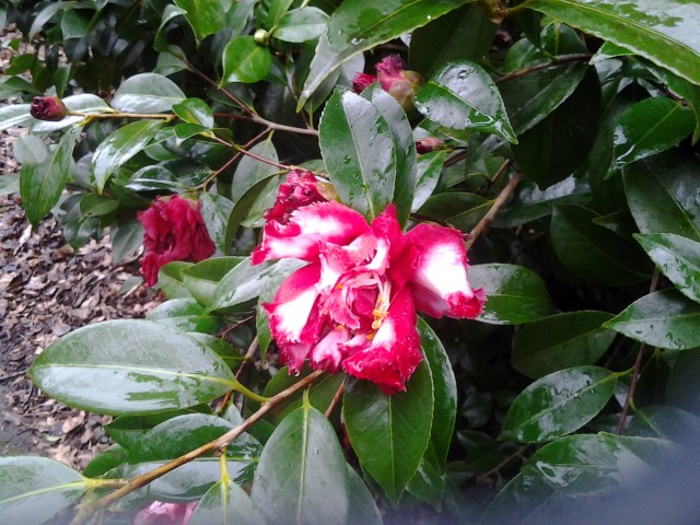 Picture of Camellia japonica ville de nantz