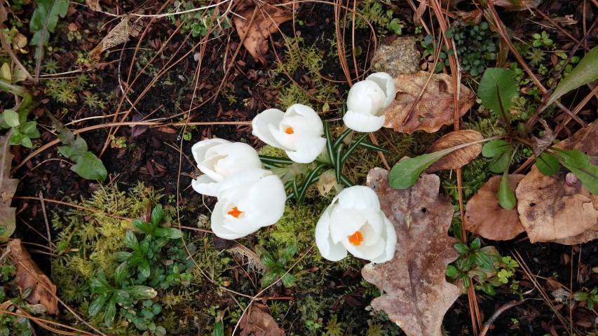 Eranthis hyemalis plantplacesimage20150301_114543.jpg