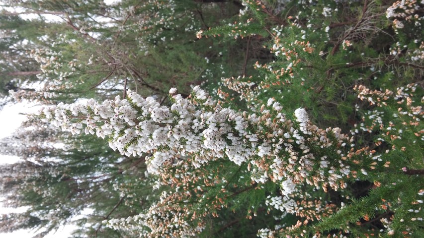 Erica lusitanics plantplacesimage20150301_114932.jpg