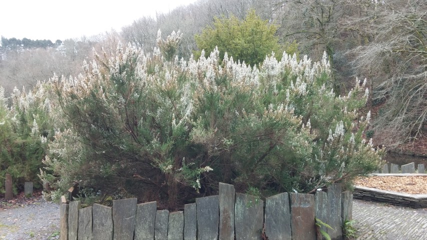 Erica lusitanics plantplacesimage20150301_114942.jpg