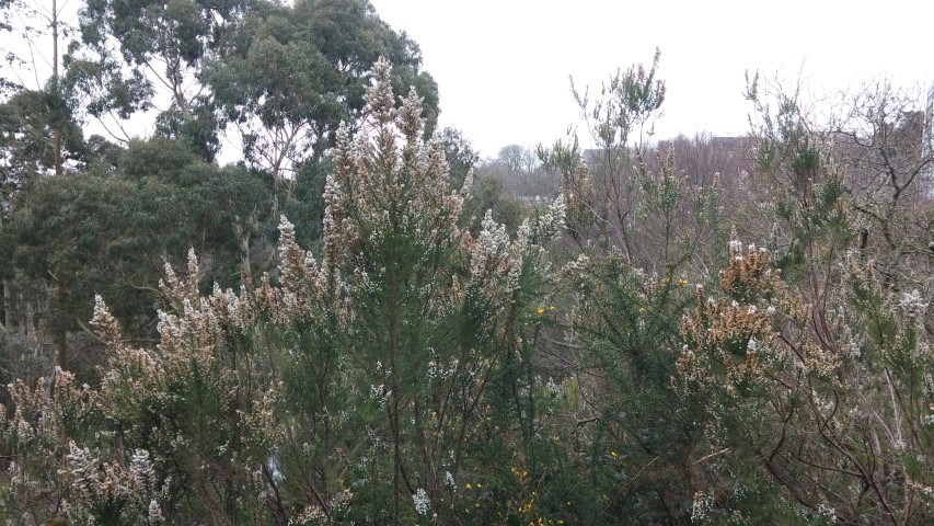 Erica lusitanics plantplacesimage20150301_121408.jpg