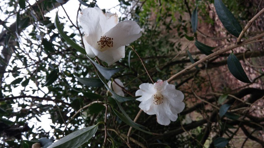 Camellia spp plantplacesimage20150301_122742.jpg