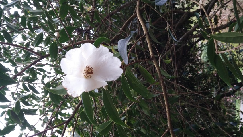 Camellia spp plantplacesimage20150301_122753.jpg