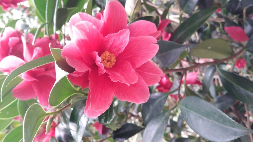 Camellia williamsii plantplacesimage20150301_123246.jpg