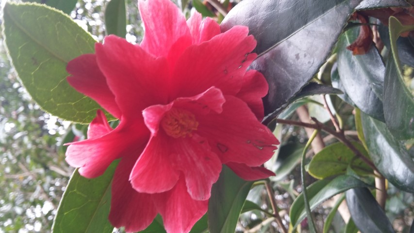 Camellia williamsii plantplacesimage20150301_123333.jpg
