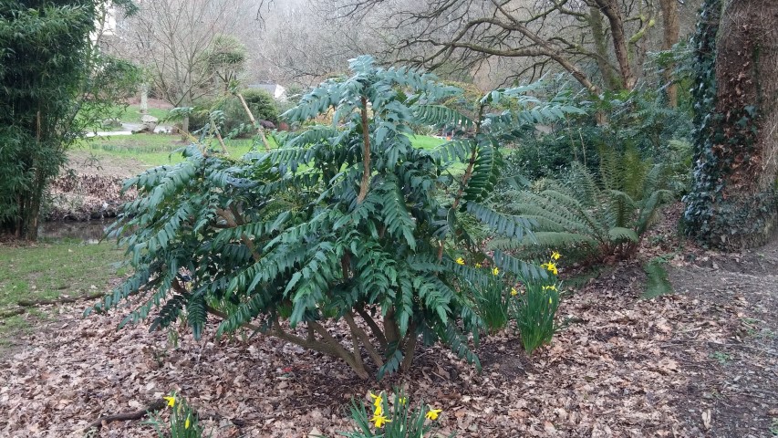 Mahonia bealei plantplacesimage20150301_130211.jpg