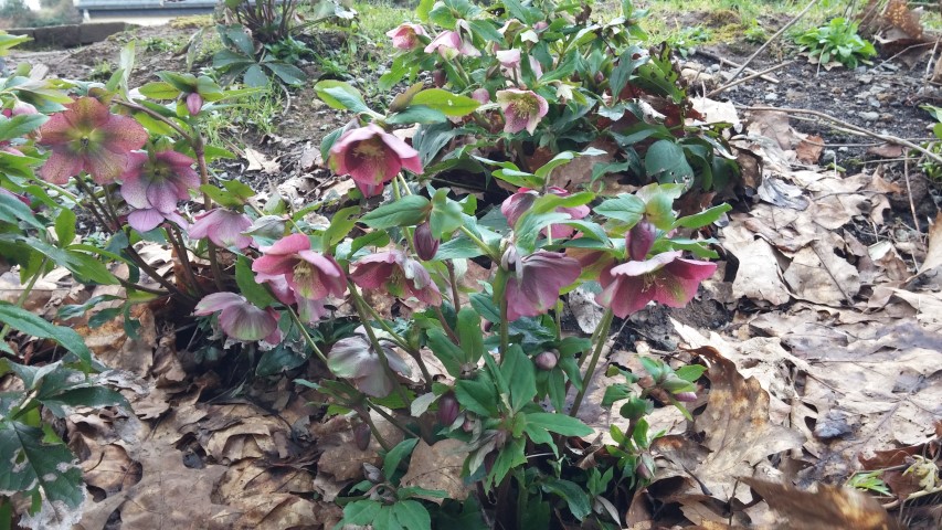 Helleborus orientalis plantplacesimage20150301_130712.jpg