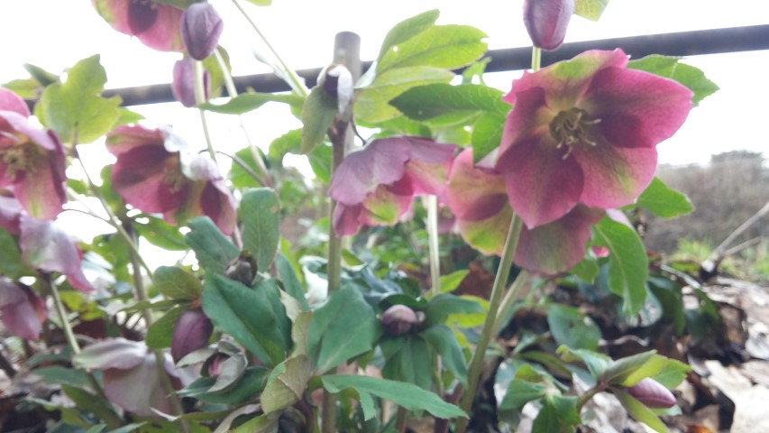 Helleborus orientalis plantplacesimage20150301_130726.jpg