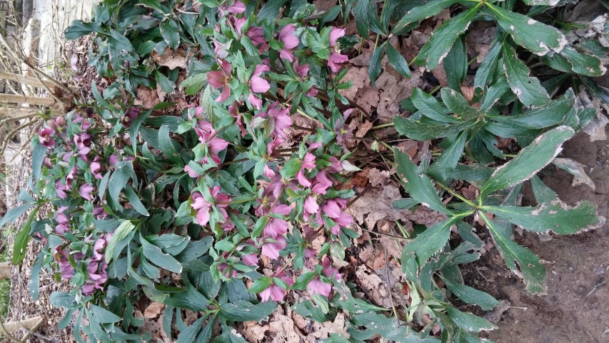 Helleborus orientalis plantplacesimage20150301_131122.jpg