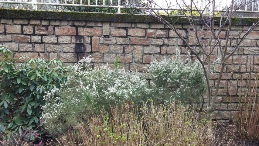 Erica lusitanics plantplacesimage20150301_135637.jpg