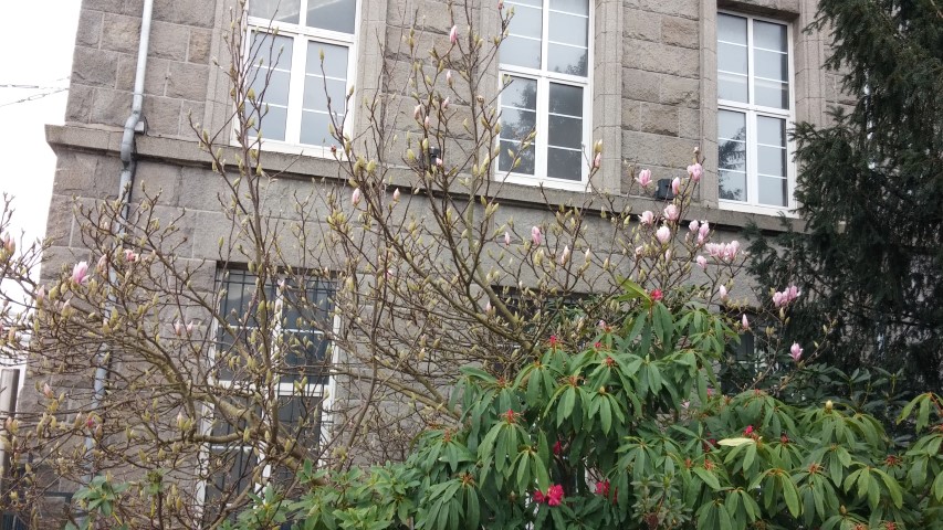 Magnolia x soulangeana plantplacesimage20150301_142217.jpg